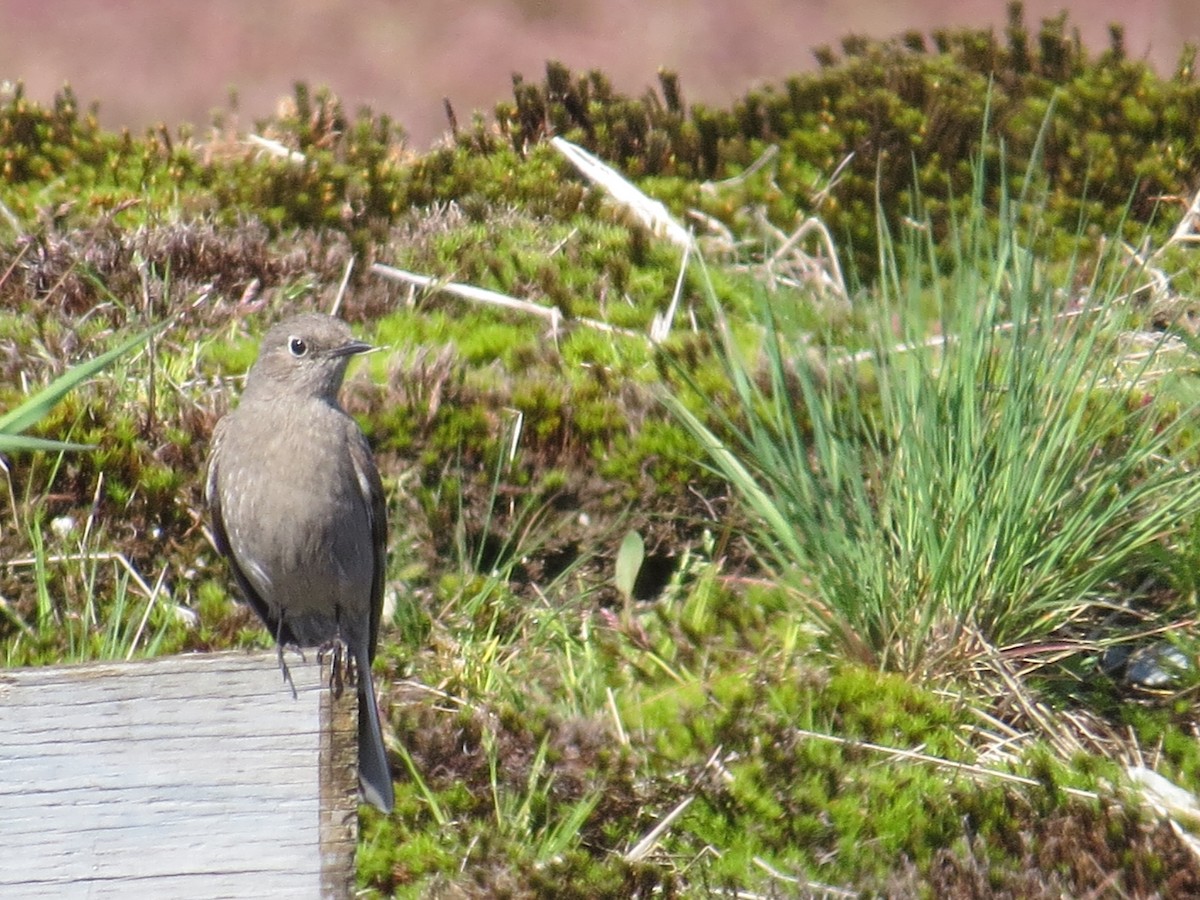 Townsend's Solitaire - ML329065141