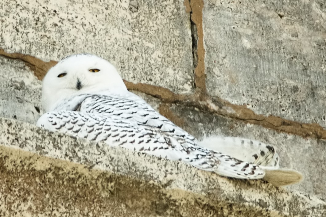 Snowy Owl - ML329065671