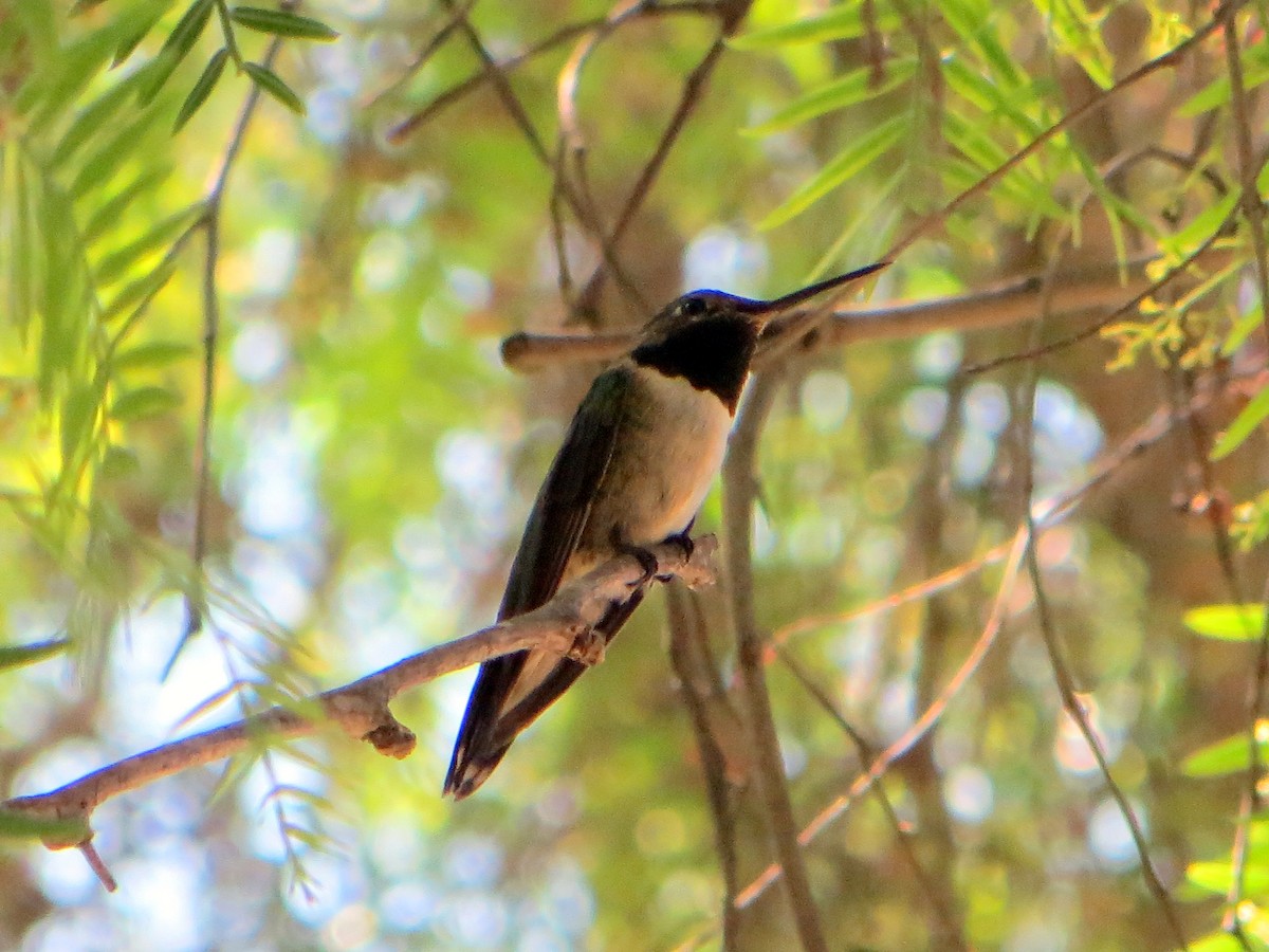 Broad-tailed Hummingbird - ML32907101