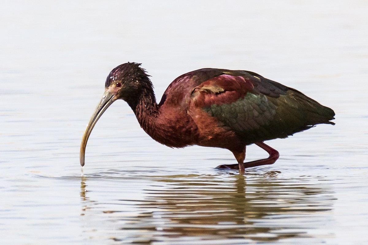 White-faced Ibis - ML329072071