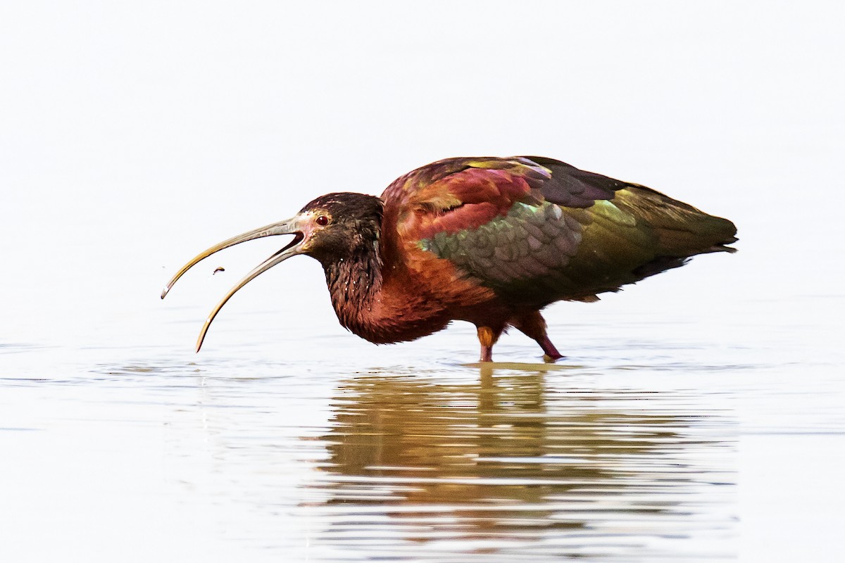 White-faced Ibis - ML329072101