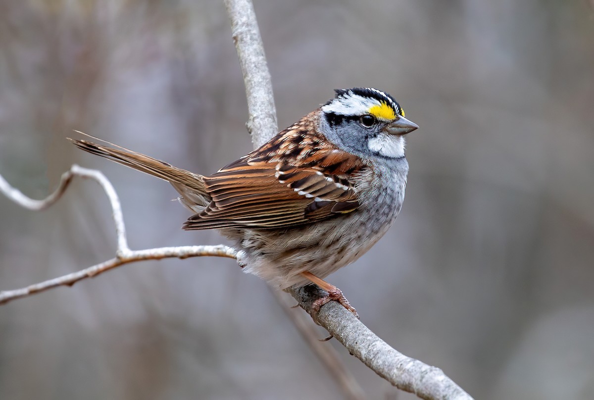 White-throated Sparrow - ML329077471