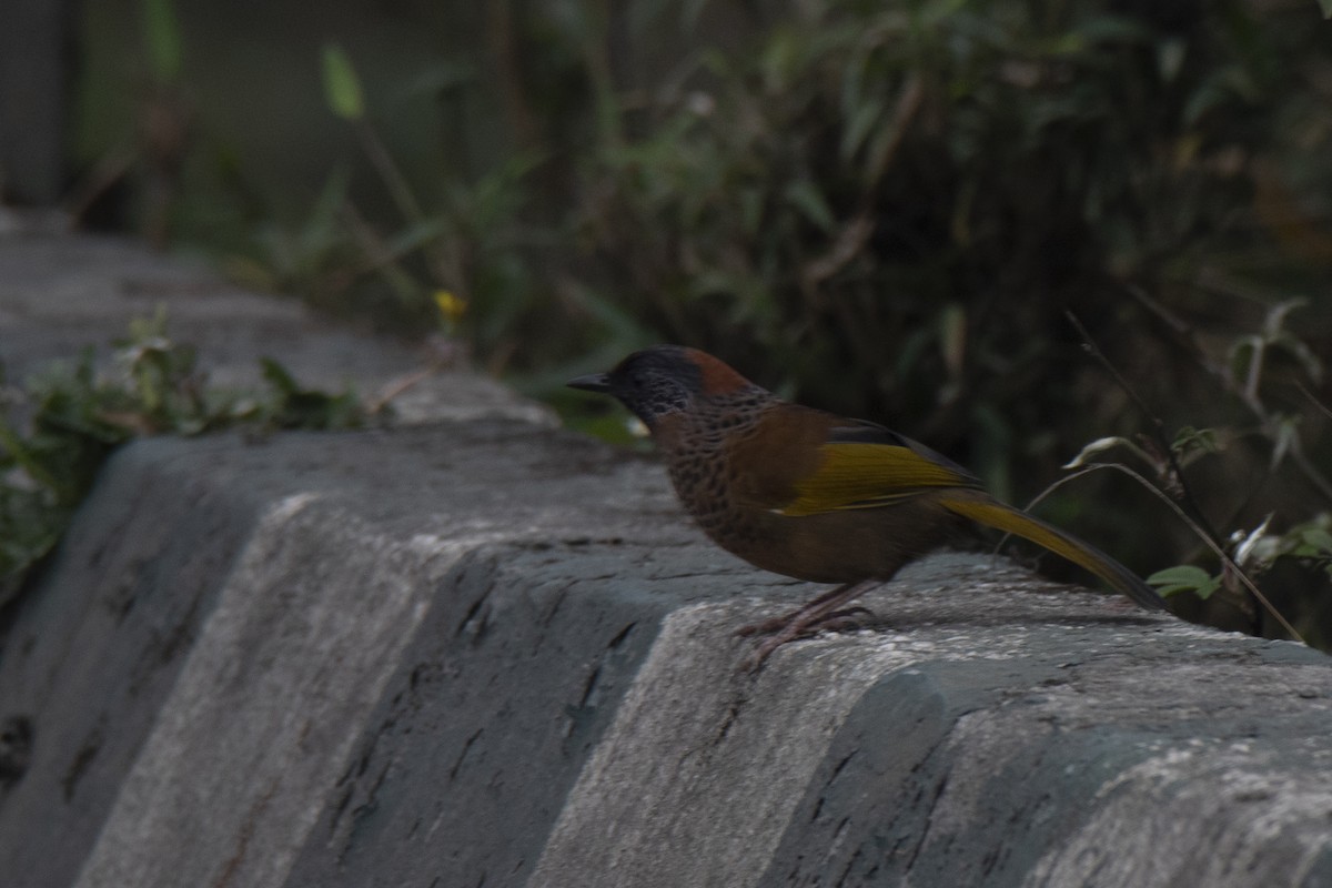 Chestnut-crowned Laughingthrush - ML329078541