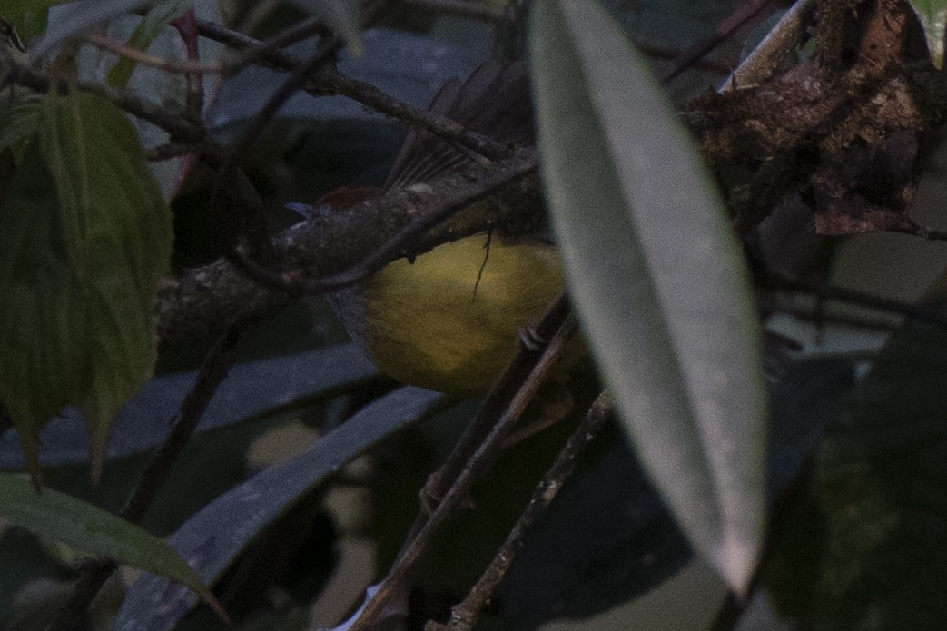 Chestnut-crowned Warbler - ML329078781
