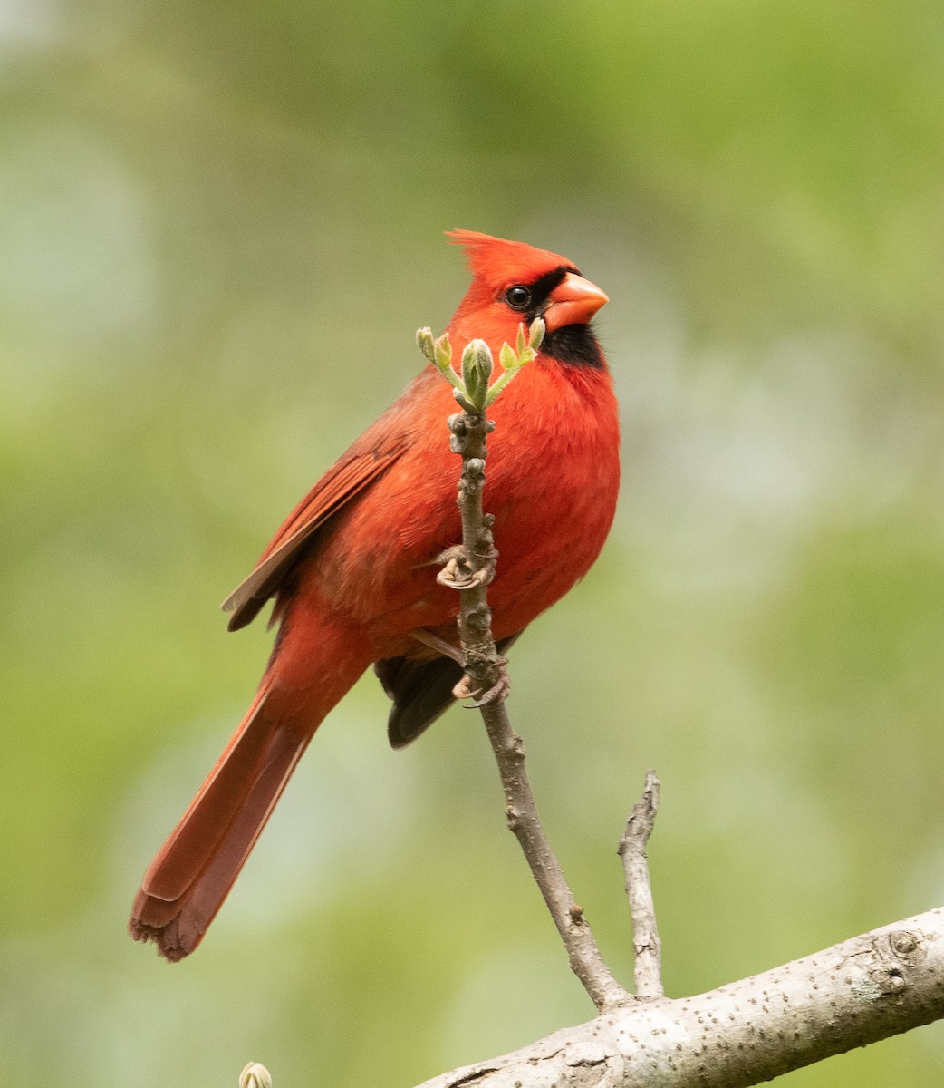 Cardinal rouge - ML329083721