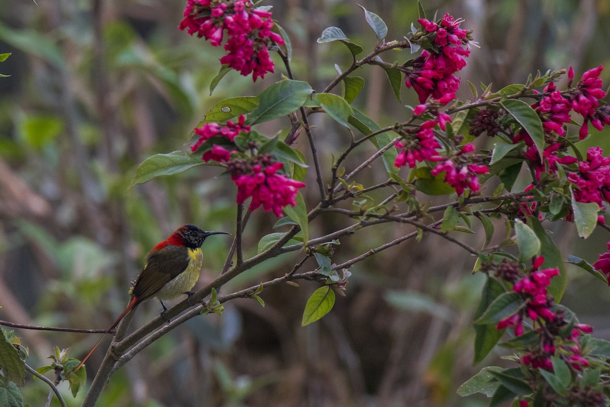 Fire-tailed Sunbird - Debraj Ghosh