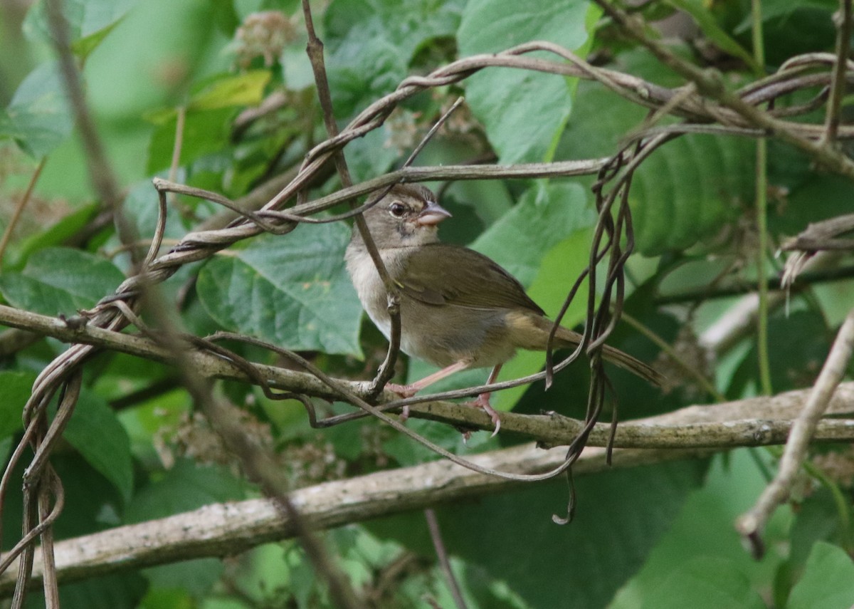 Olive Sparrow (Olive) - ML329087871