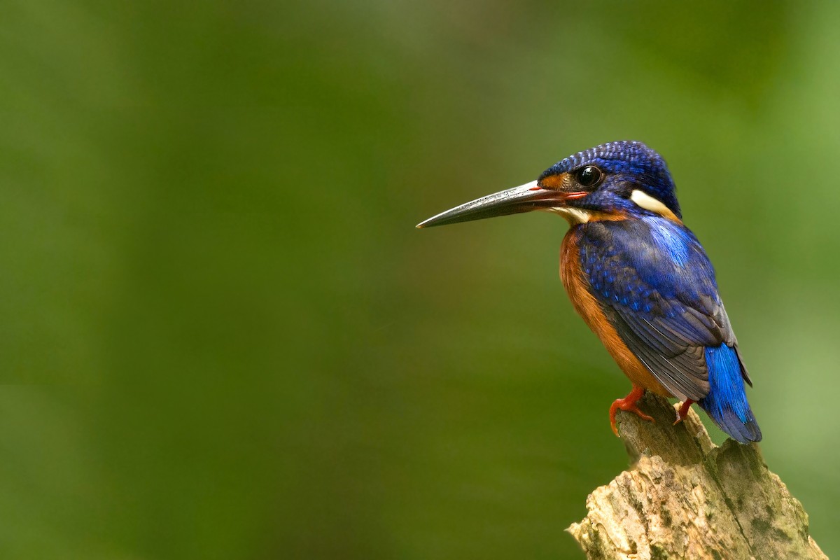 Blue-eared Kingfisher - David Irving