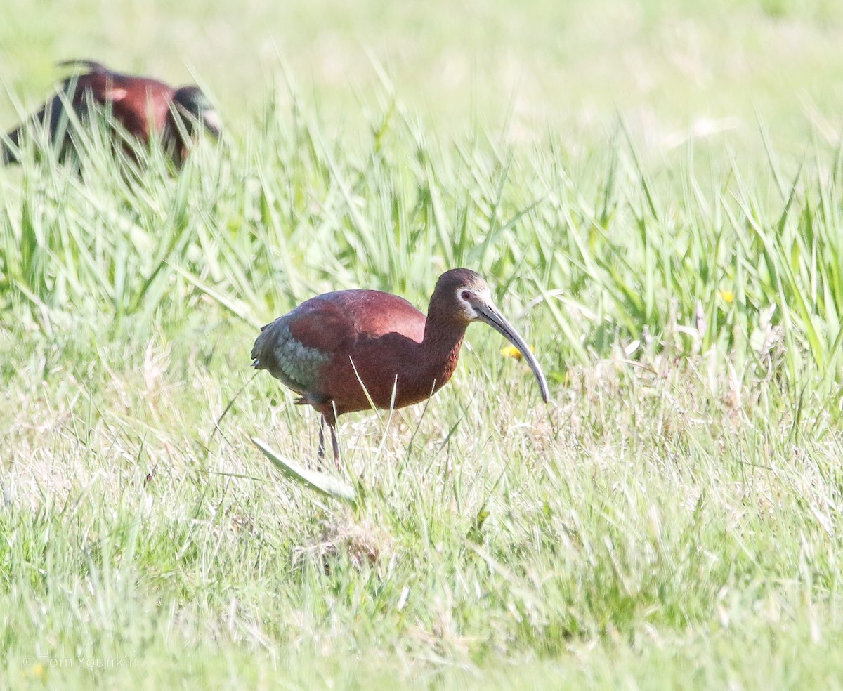 ibis americký - ML329089441