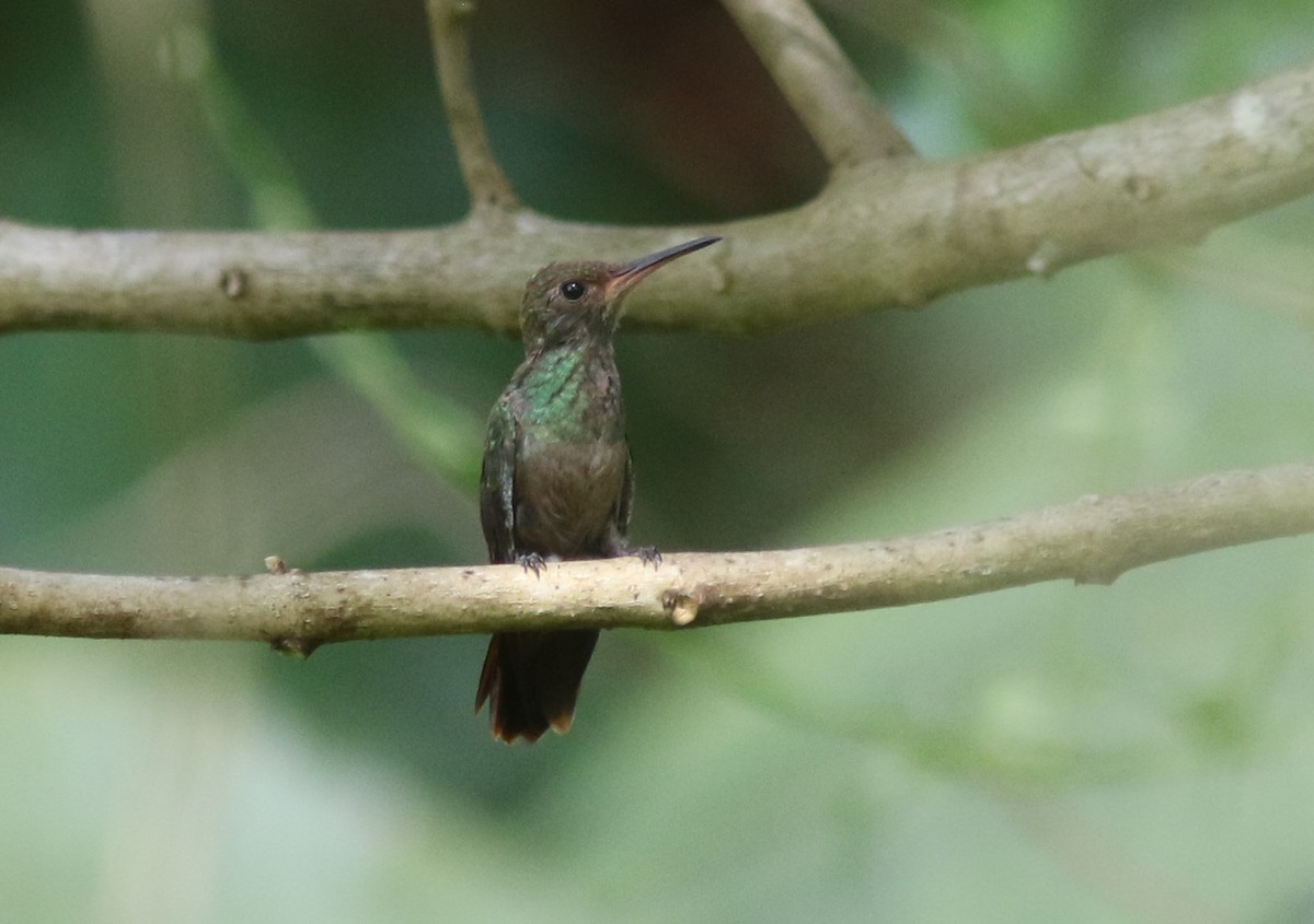 Rufous-tailed Hummingbird (Rufous-tailed) - ML329089571