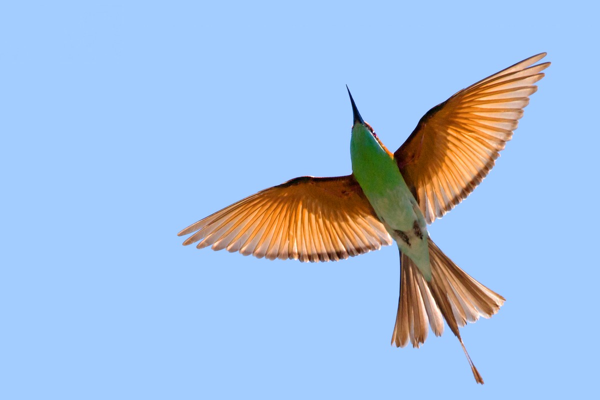 Rufous-crowned Bee-eater - ML329095091