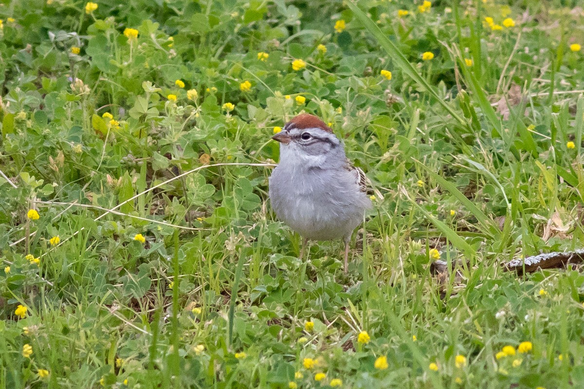 Chipping Sparrow - ML329098041