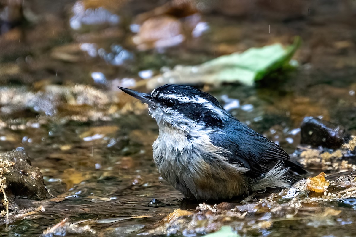 Red-breasted Nuthatch - Philip Mitchell