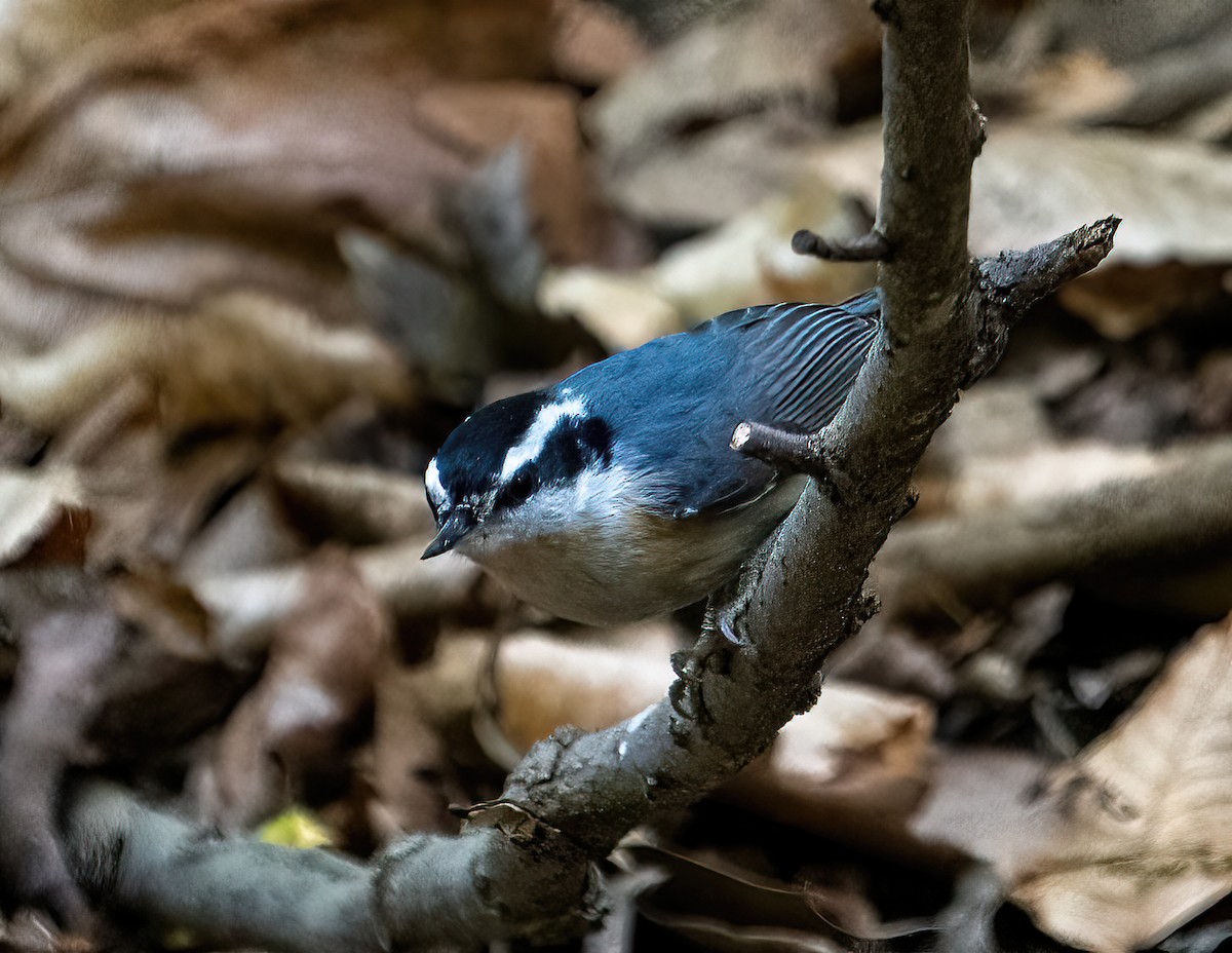 Red-breasted Nuthatch - ML329100031