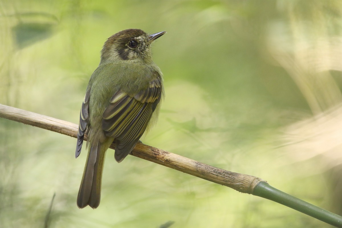 Sepia-capped Flycatcher - ML329103861
