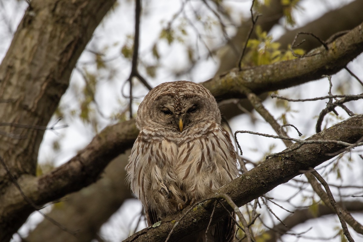 Barred Owl - ML329104211