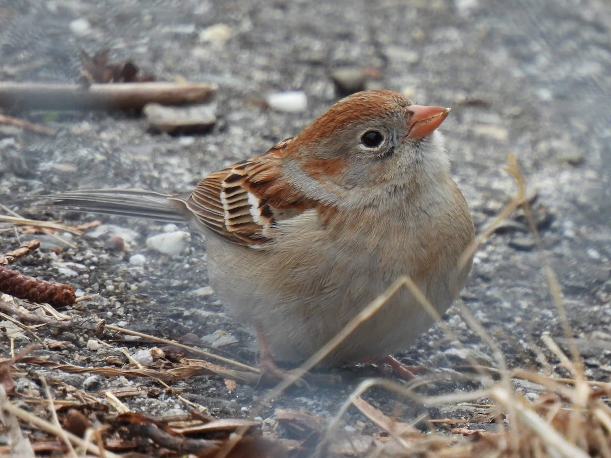 Field Sparrow - Matthew Gilbert