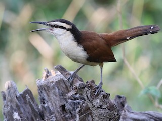  - Giant Wren