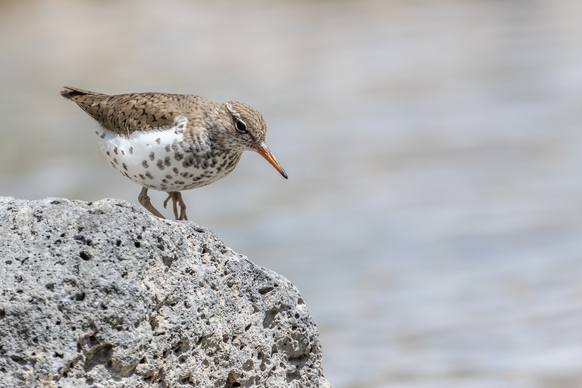 Spotted Sandpiper - Mike Andersen