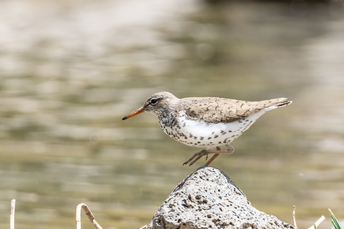 Spotted Sandpiper - Mike Andersen