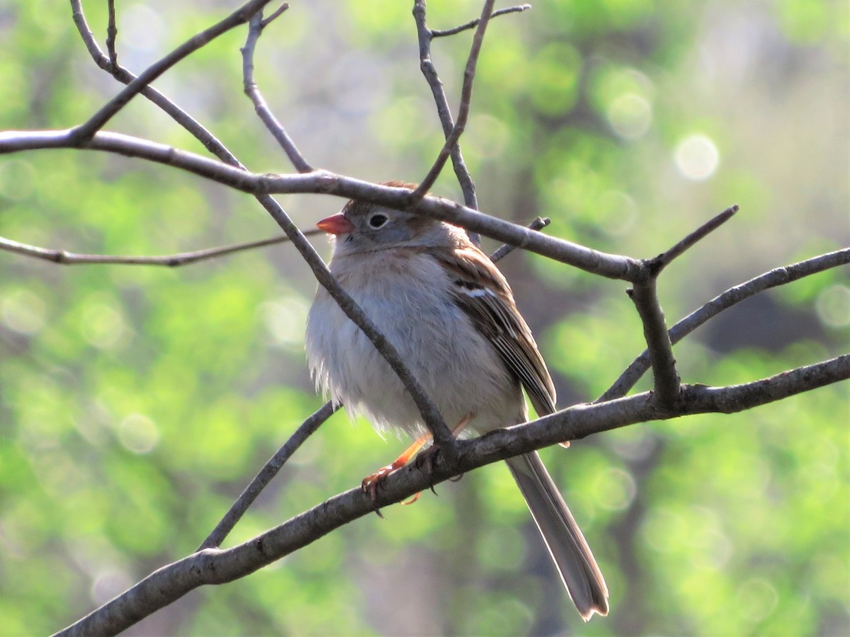 Field Sparrow - Pat Sterbling