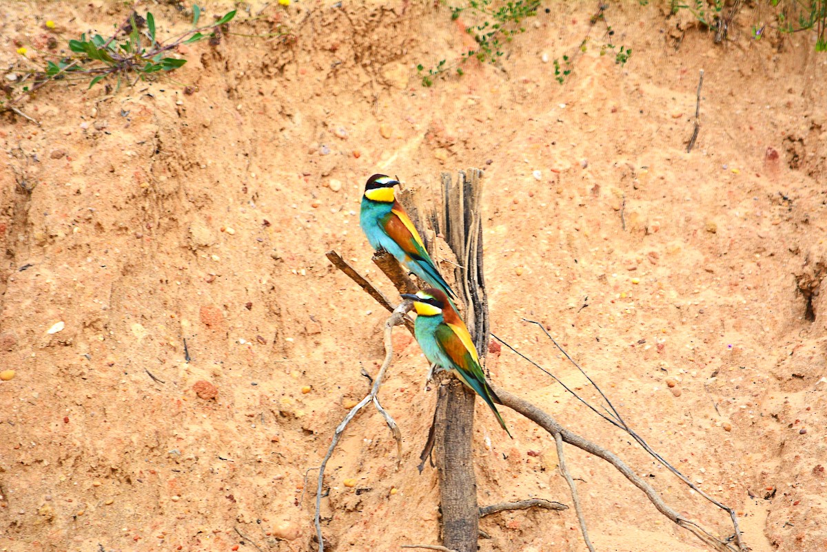 European Bee-eater - ML329125291