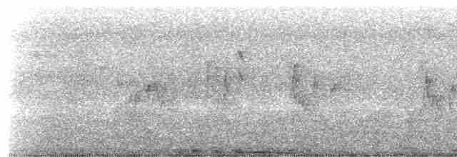 holub skalní (domácí) - ML329126151