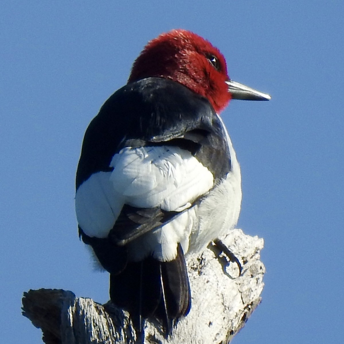 Red-headed Woodpecker - ML329127161
