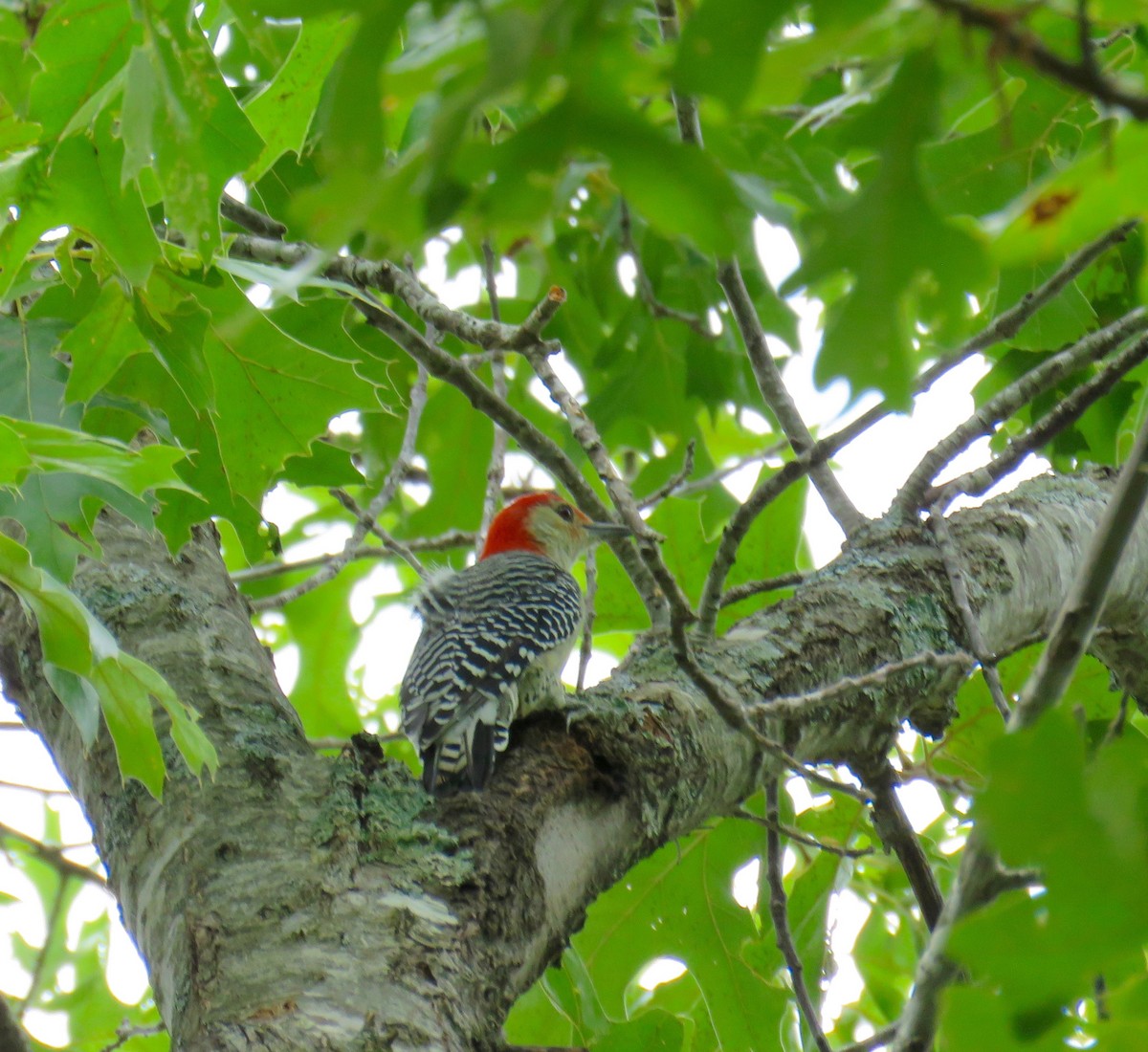 Red-bellied Woodpecker - ML32912801