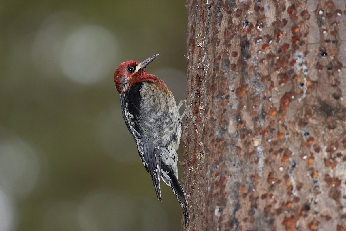 Red-breasted Sapsucker - ML329130501