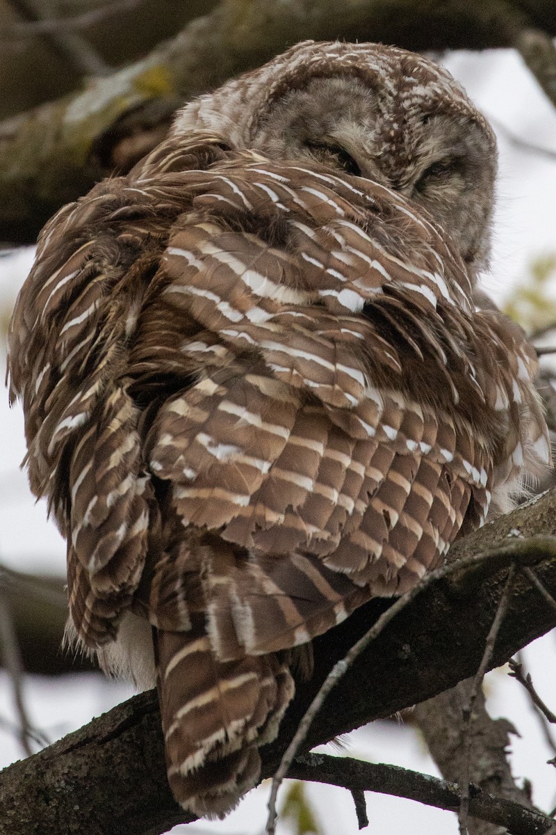 Barred Owl - ML329132781