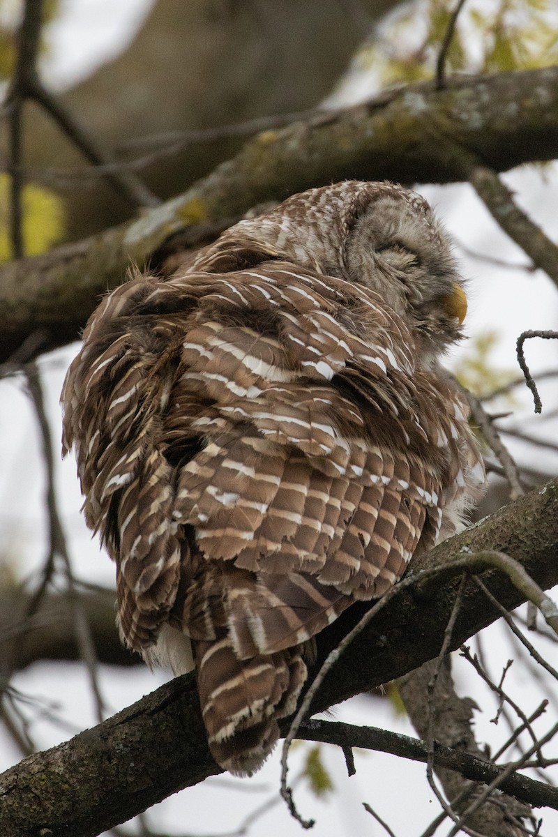 Barred Owl - ML329132821
