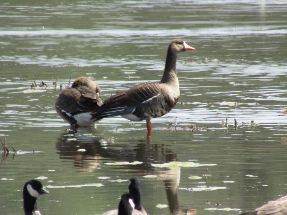 Greater White-fronted Goose - ML329136311