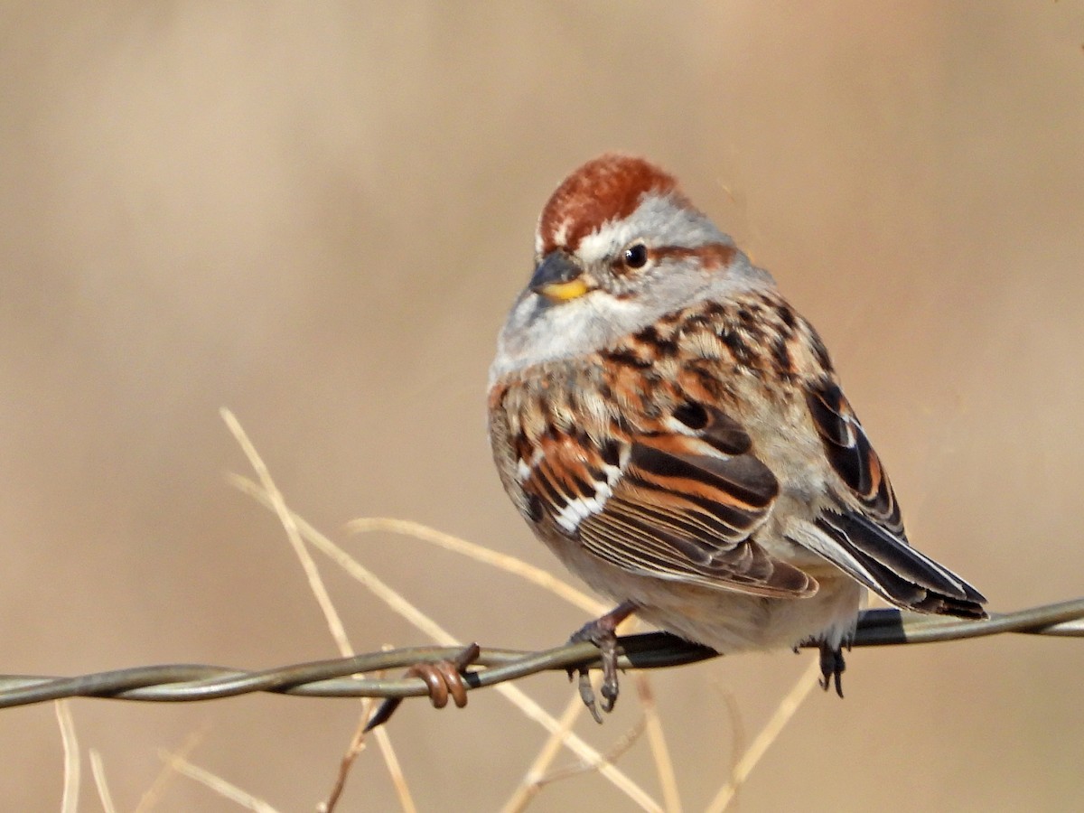 American Tree Sparrow - ML329138641