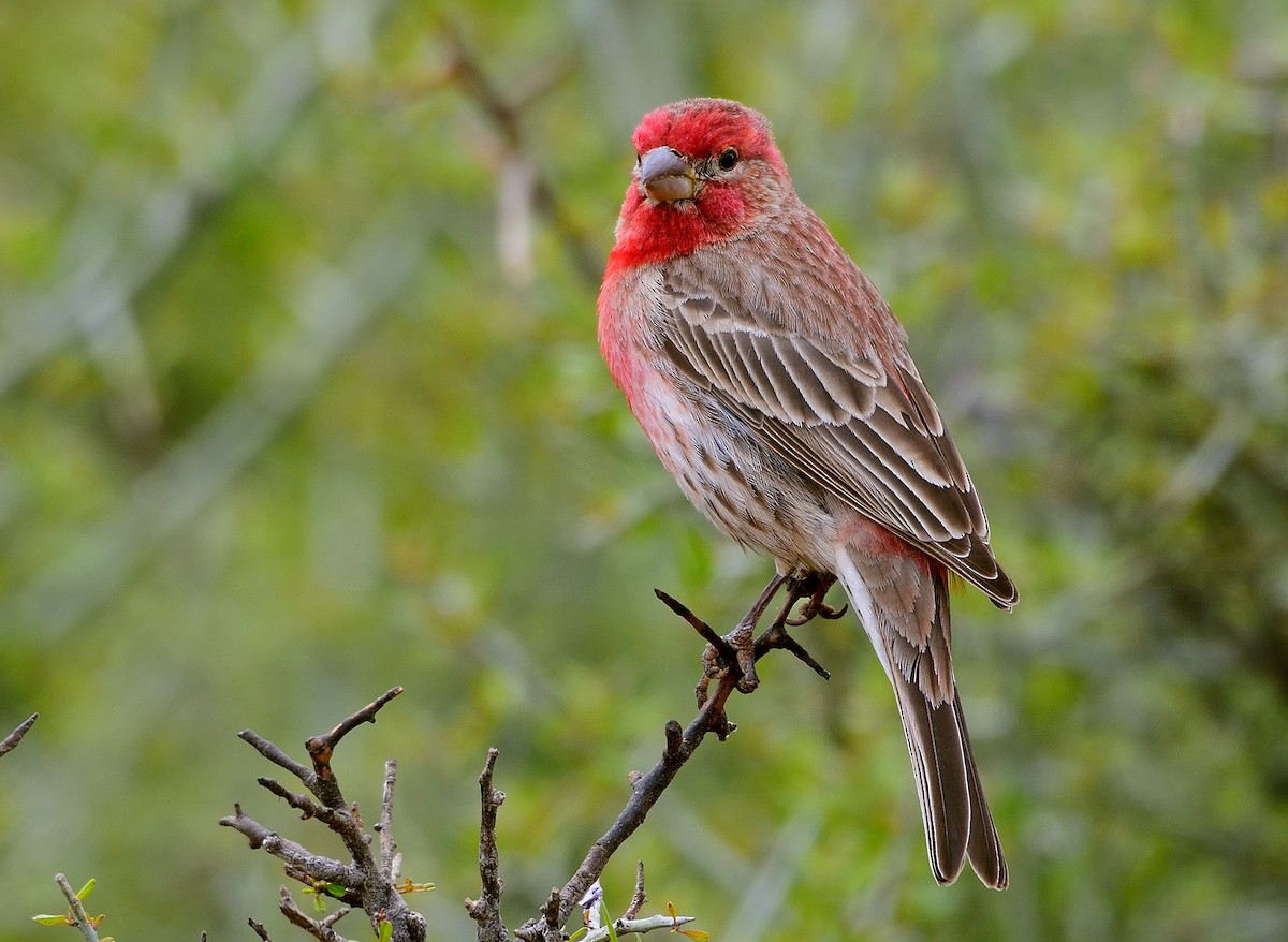 House Finch - Ad Konings