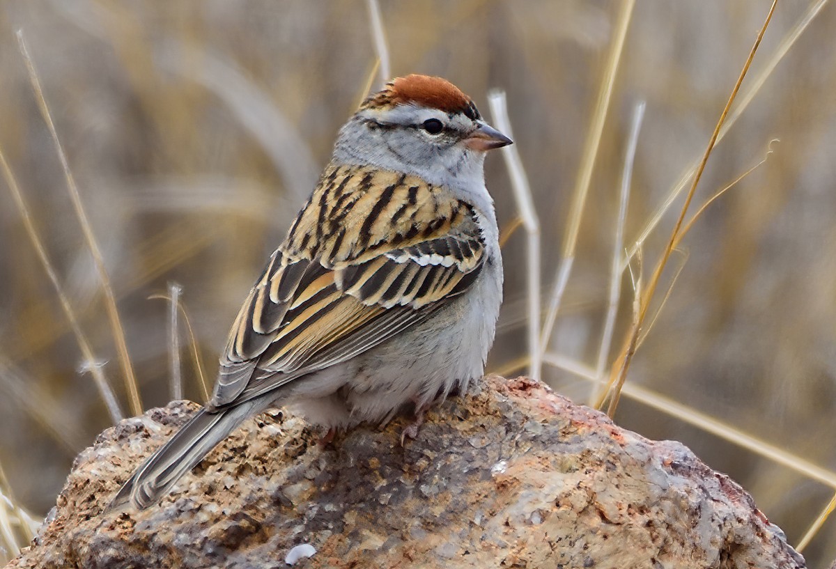 Chipping Sparrow - Ad Konings