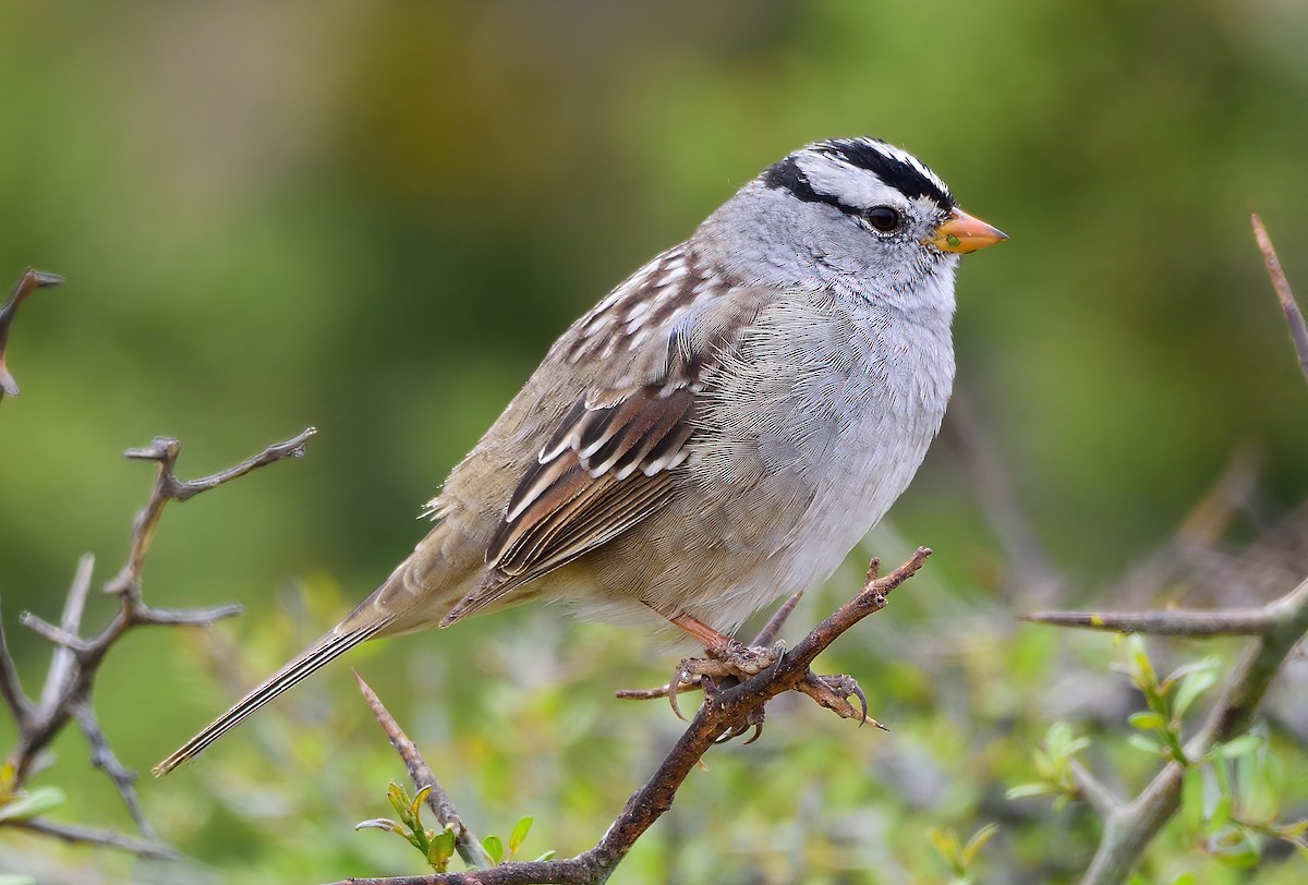 White-crowned Sparrow - Ad Konings
