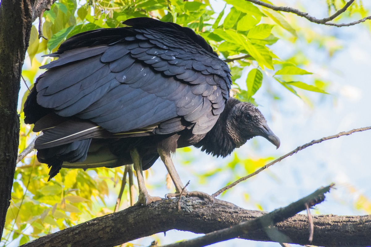 Black Vulture - Drew Beamer