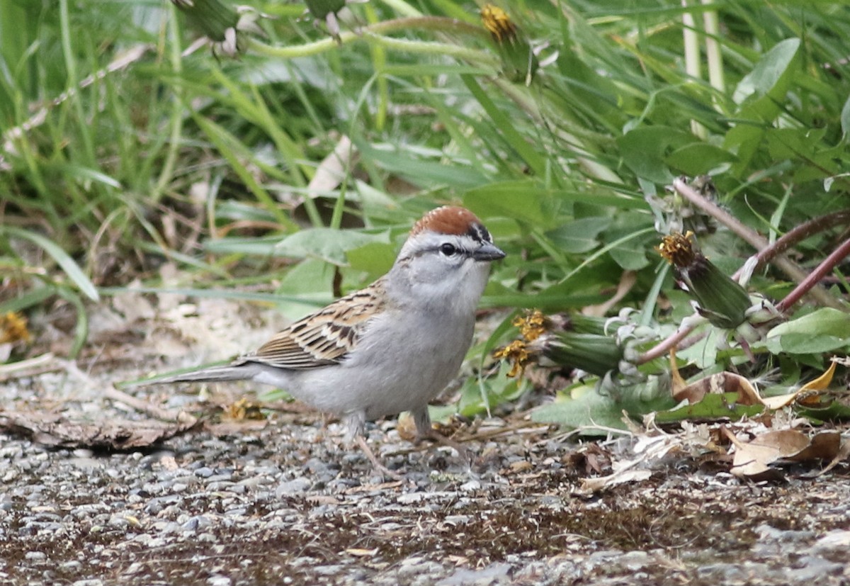 Chipping Sparrow - ML329149171