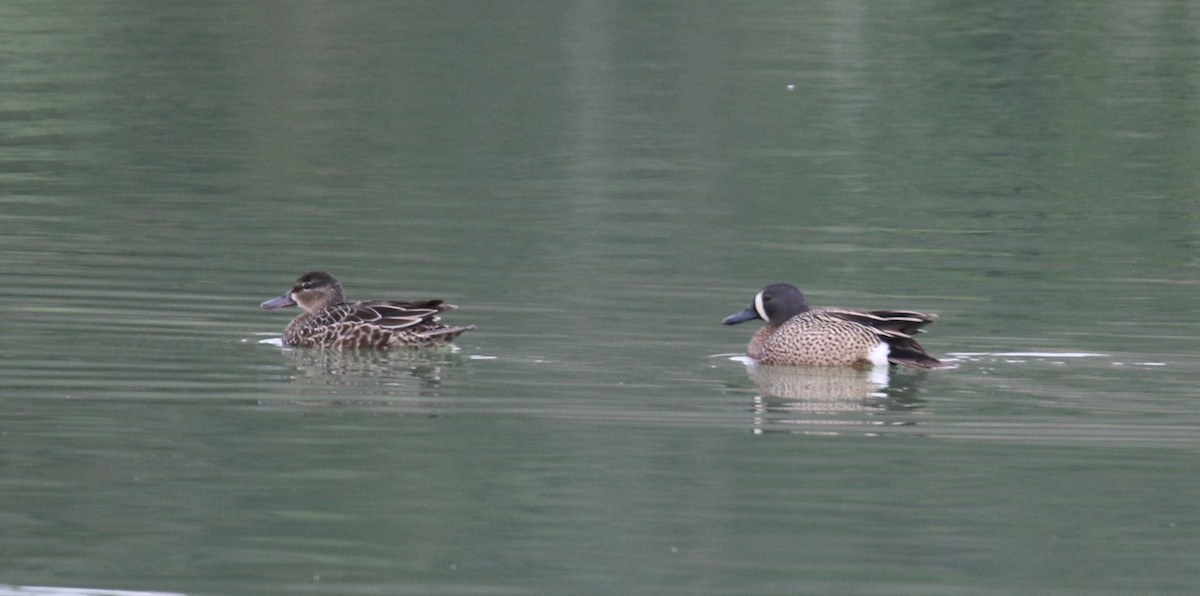 Blue-winged Teal - ML329151531