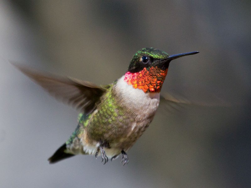 Ruby-throated Hummingbird - Laura Erickson