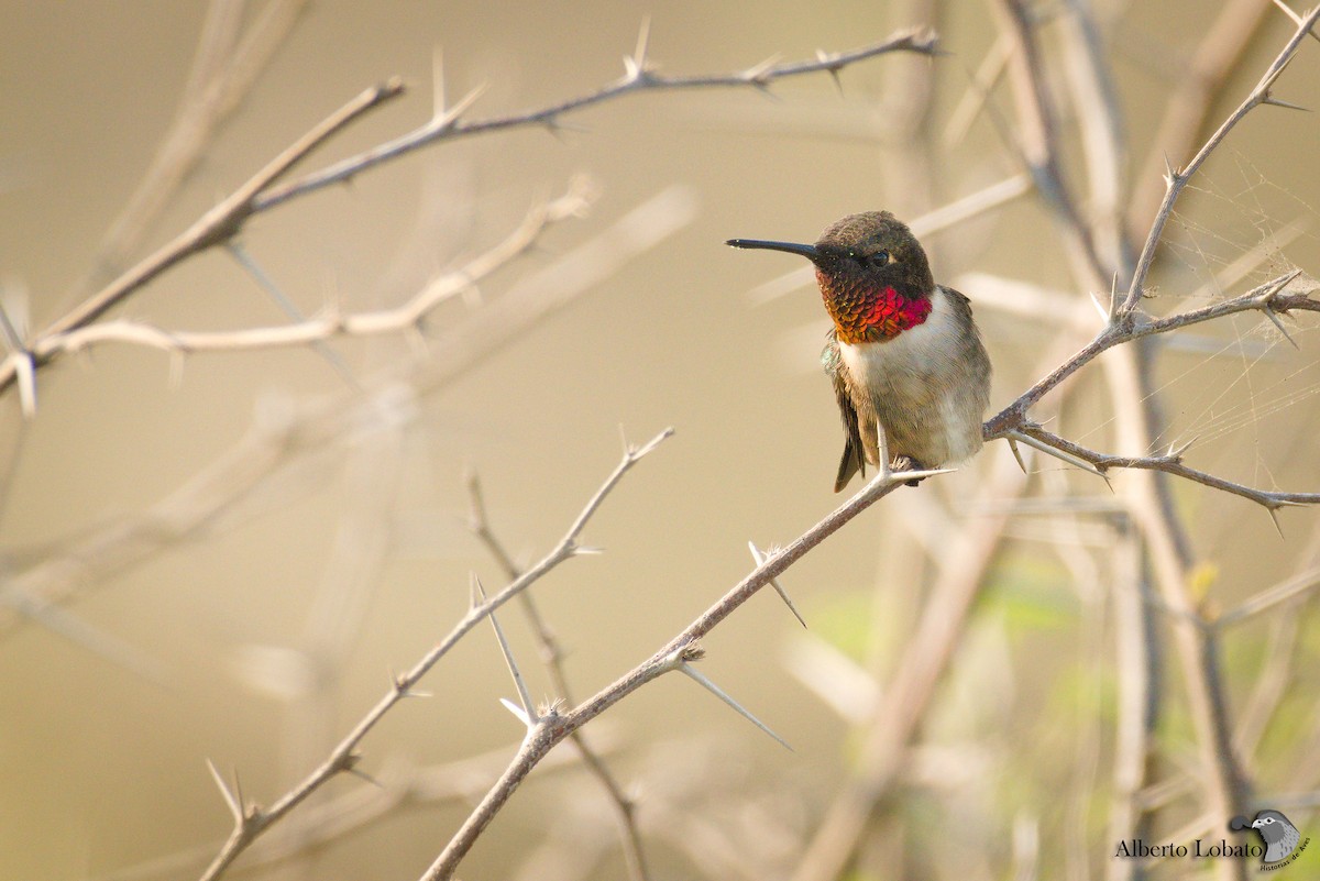 Ruby-throated Hummingbird - Alberto Lobato (El Chivizcoyo)