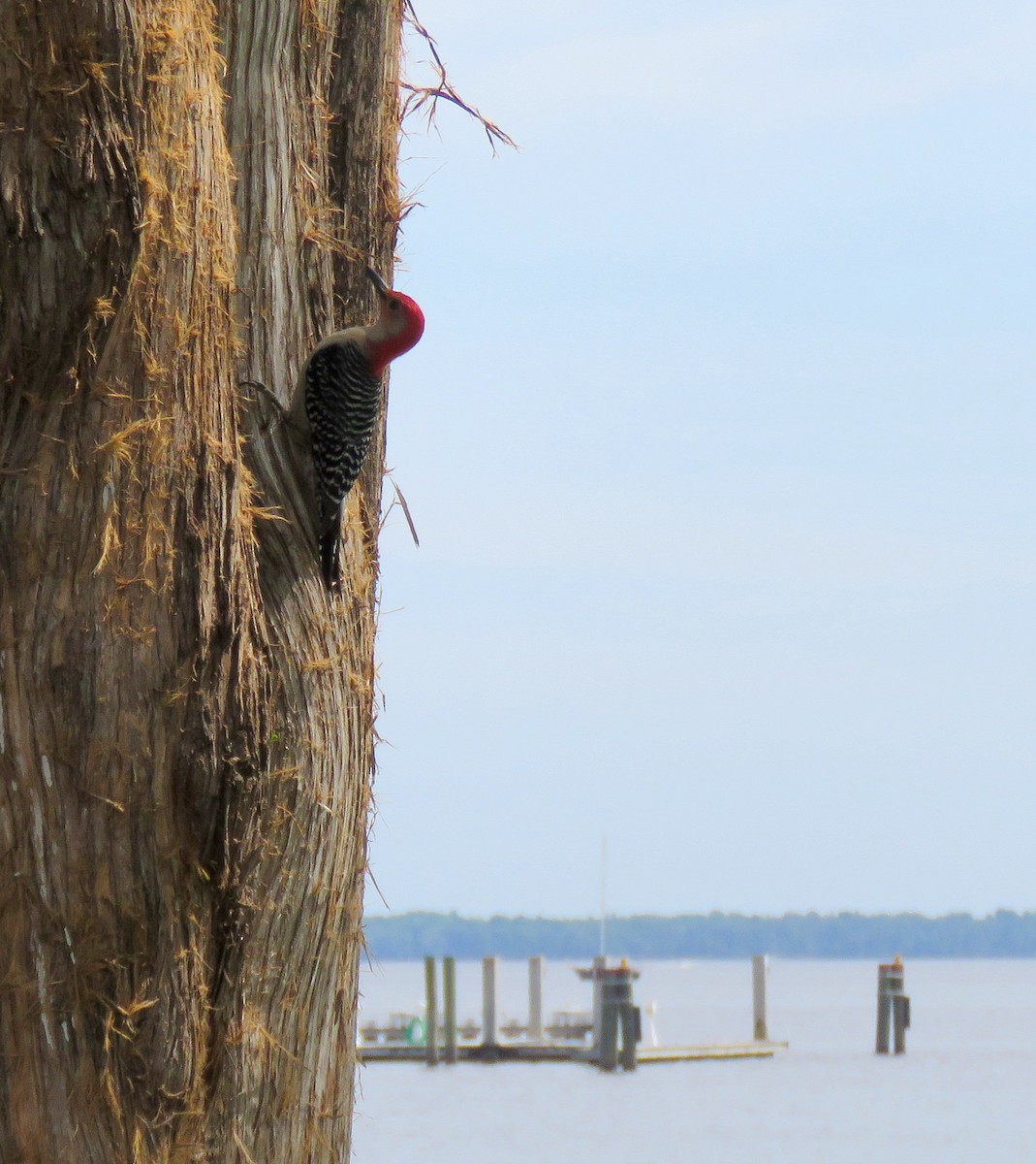 Red-bellied Woodpecker - ML329155521
