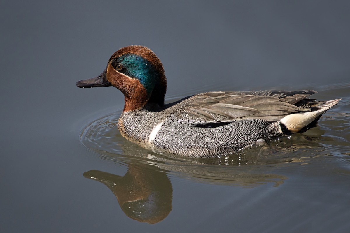 Green-winged Teal - ML329163131