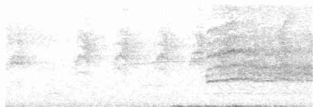 Канюк білий (підвид costaricensis) - ML329167891