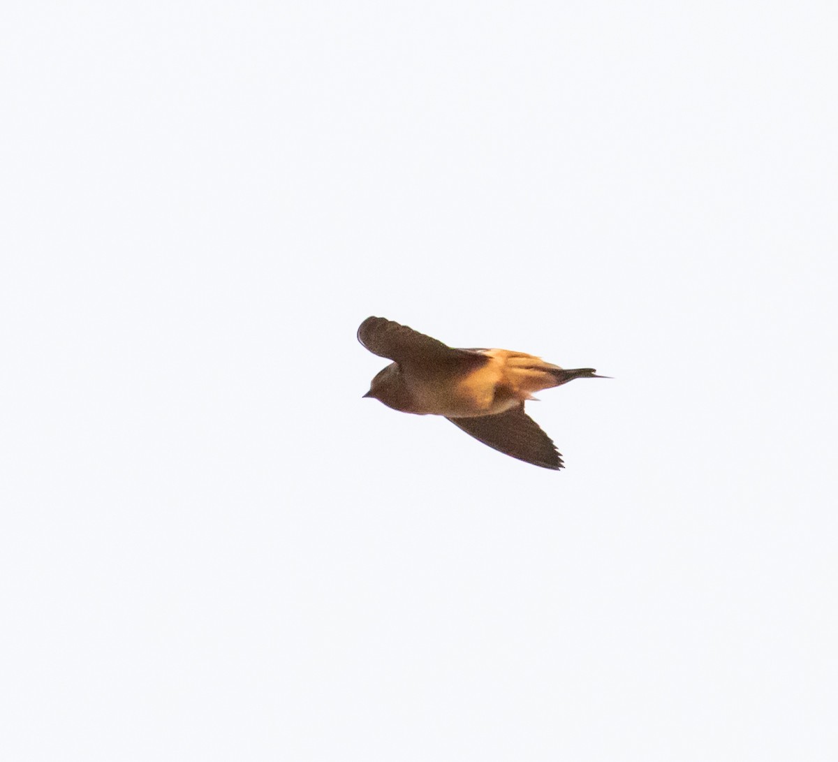 Red-throated Swallow - ML329172521