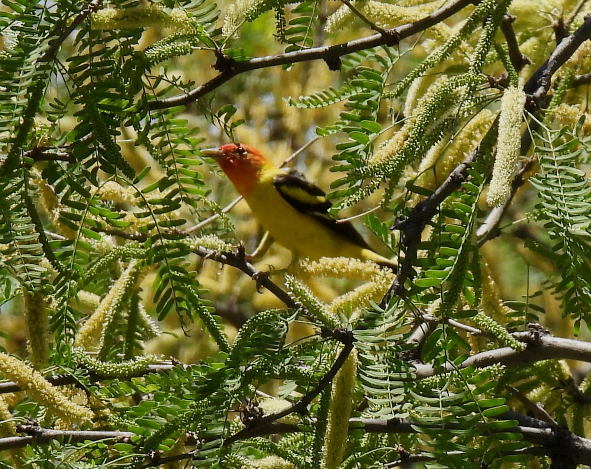 Western Tanager - ML329173791