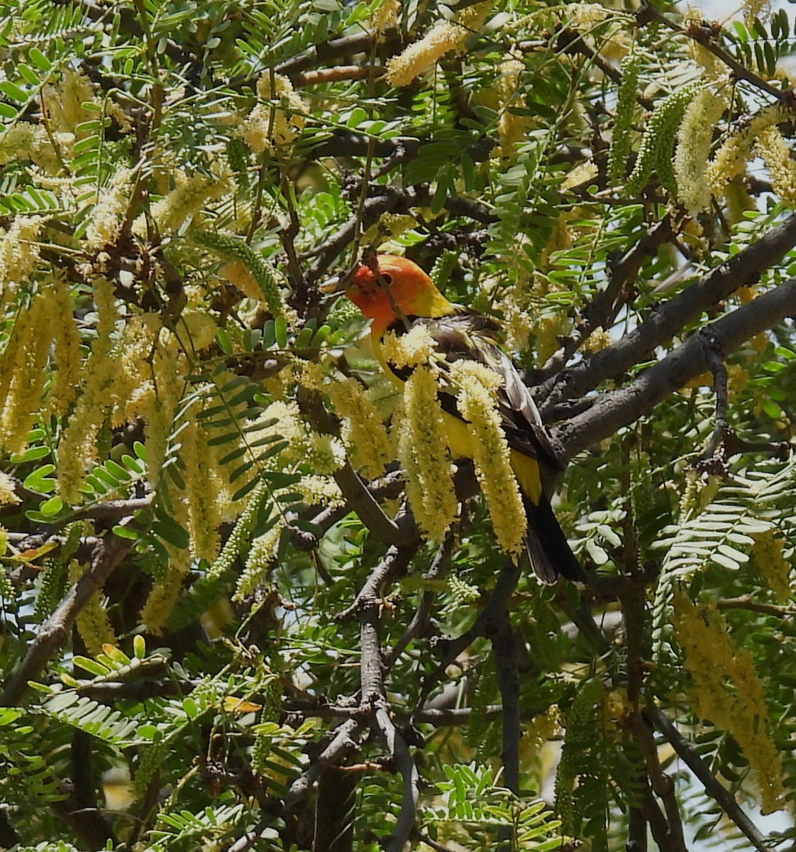 Western Tanager - ML329173801