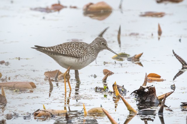 Lesser Yellowlegs