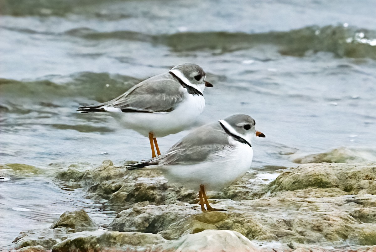 Piping Plover - ML329176261